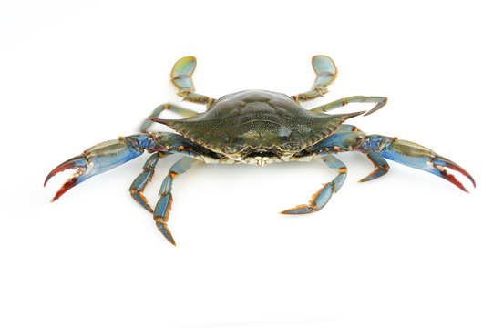 live blue crab isolated on white background