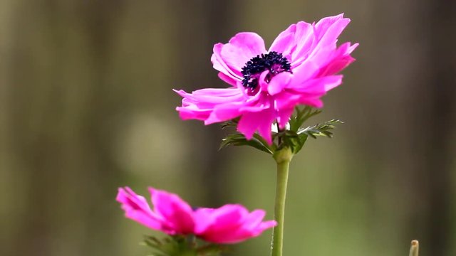 Close up of pretty Pink Anemone flower in Spring season