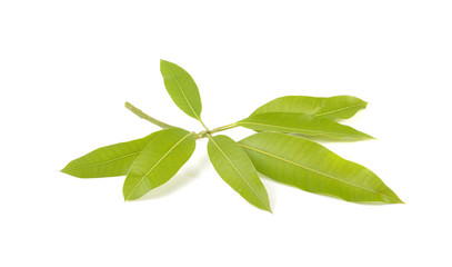 leaf mango