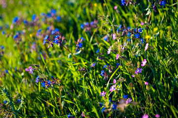 wild meadow pink flowers on morning sunlight background. Spring field background