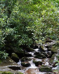 Great Smoky Mountain National Park