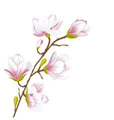Cute Magnolia Branch, Blossom Flowers