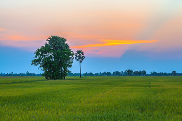 green fields in twilight