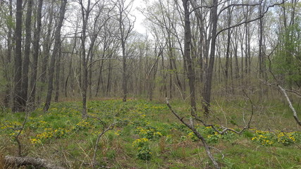 nature hills forest лес природа