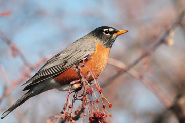 Robin