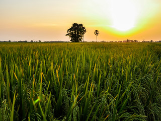 rice fields in sunset.The rice husk from green starts to turn yellow. Close to rice harvest time. Farmers have to pump water in rice paddies out of paddy fields to harvest rice.
