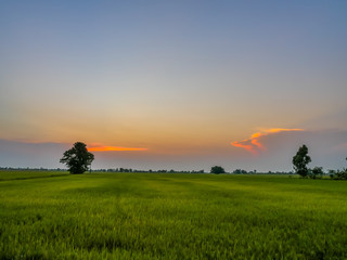rice fields in sunset.The rice husk from green starts to turn yellow. Close to rice harvest time. Farmers have to pump water in rice paddies out of paddy fields to harvest rice.