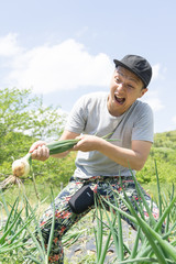 たまねぎの収穫