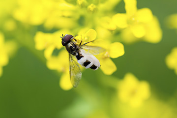 Anthomyia procellaris
