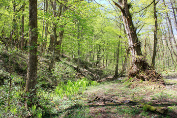 Green spring forest with fresh foliage.