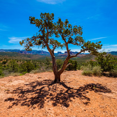 Beautiful Sedona juniper