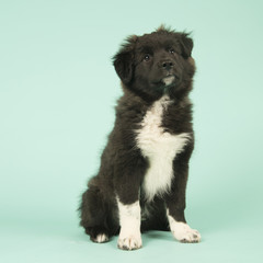 Cross breed Border Collie puppy on green