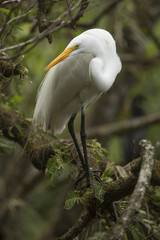 Great egret perched in a tree in the Florida everglades.