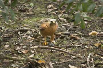 Naklejka na ściany i meble Red shouldered hawk standing with a fish in its talons.