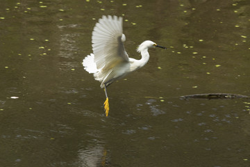 Snowy egret flying with a fish in its bill, Florida.