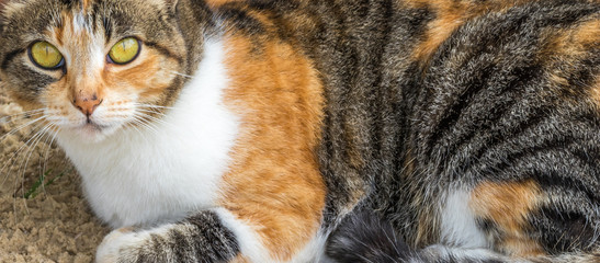 Gato de olhos amarelos.