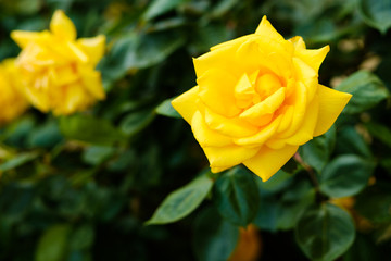Beautiful yellow rose