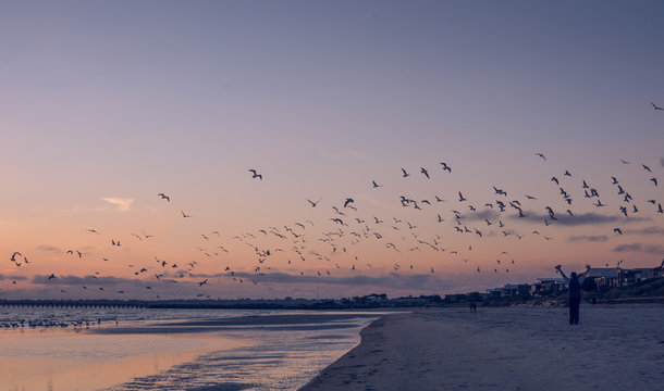 Sunst at the beach with calm waters, with forground birds