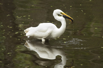 Great egret with a bullhead catfish in its mouth, everglades.