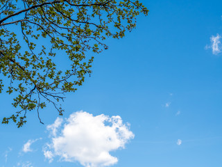 Cloudy blue sky with tree