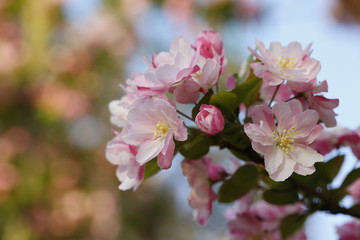 Chinese flowering crab-apple blooming