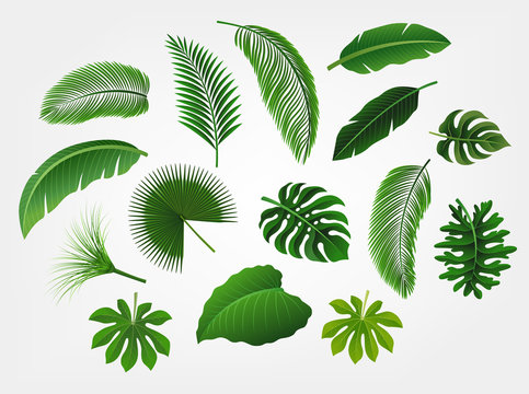 Tropical leaves set isolated, suitable for nature concept, summer and holiday. Vector illustration