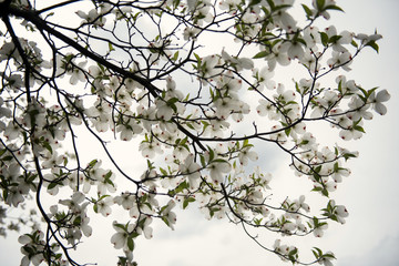 Blooming tree