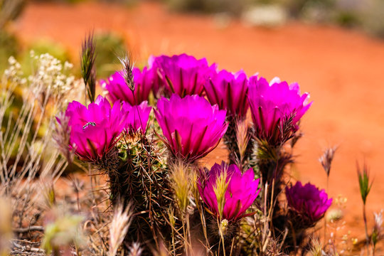 Sedona Cactus Flower