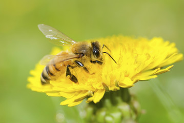 Bee and dandelion flower