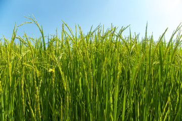 Rice field in new planting season