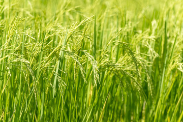 Rice field in new planting season