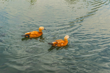 Ogar or red duck on the lake in Mezhegorie near Kiev. - obrazy, fototapety, plakaty