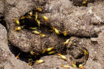 termite