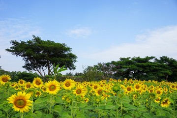 yellow sunflower in nature garden