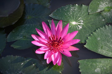 Red Lotus Flower