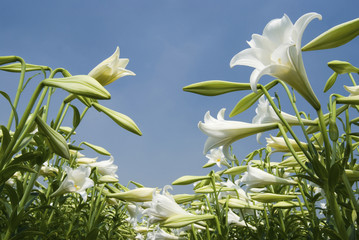 White lily