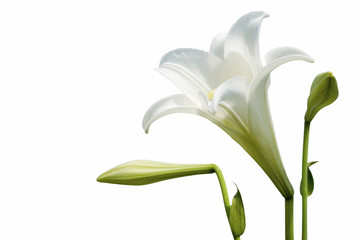 White lily