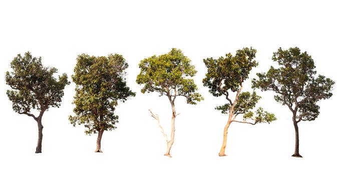 Fototapeta Different trees on white background