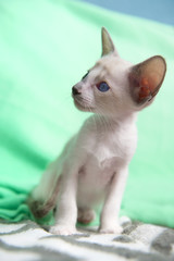 Obraz premium Siamese baby kitten
