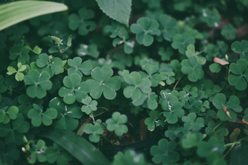 Three leaf clovers garden under shadow of tree