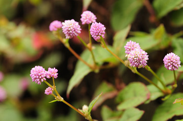 Small pink flowers