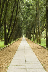 stone path and tranquail pine woods.