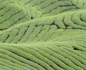Complex landform and tea trees