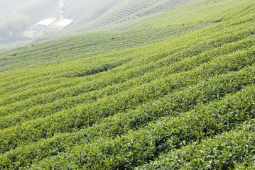 Tea farm