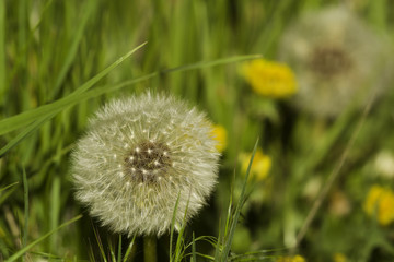 Dandelion Seeds