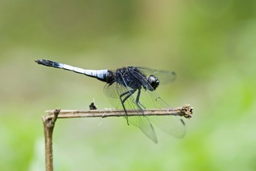 dragonfly rest on branch
