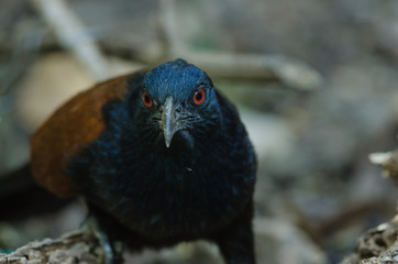 Greater Coucal bird (Centropus sinensis)