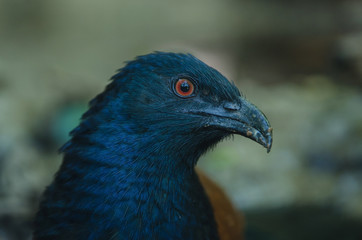 Naklejka premium Greater Coucal bird (Centropus sinensis)