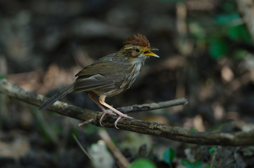 Beautiful bird Puff-throated Babbler in nature