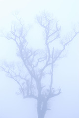 bald tree in winter under deep fog